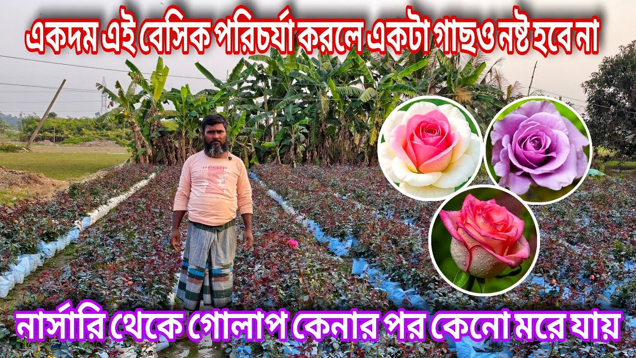নার্সারি থেকে গোলাপ কেনার পর কেনো গোলাপ গাছ মরে যায় / Rose plant care tips 
