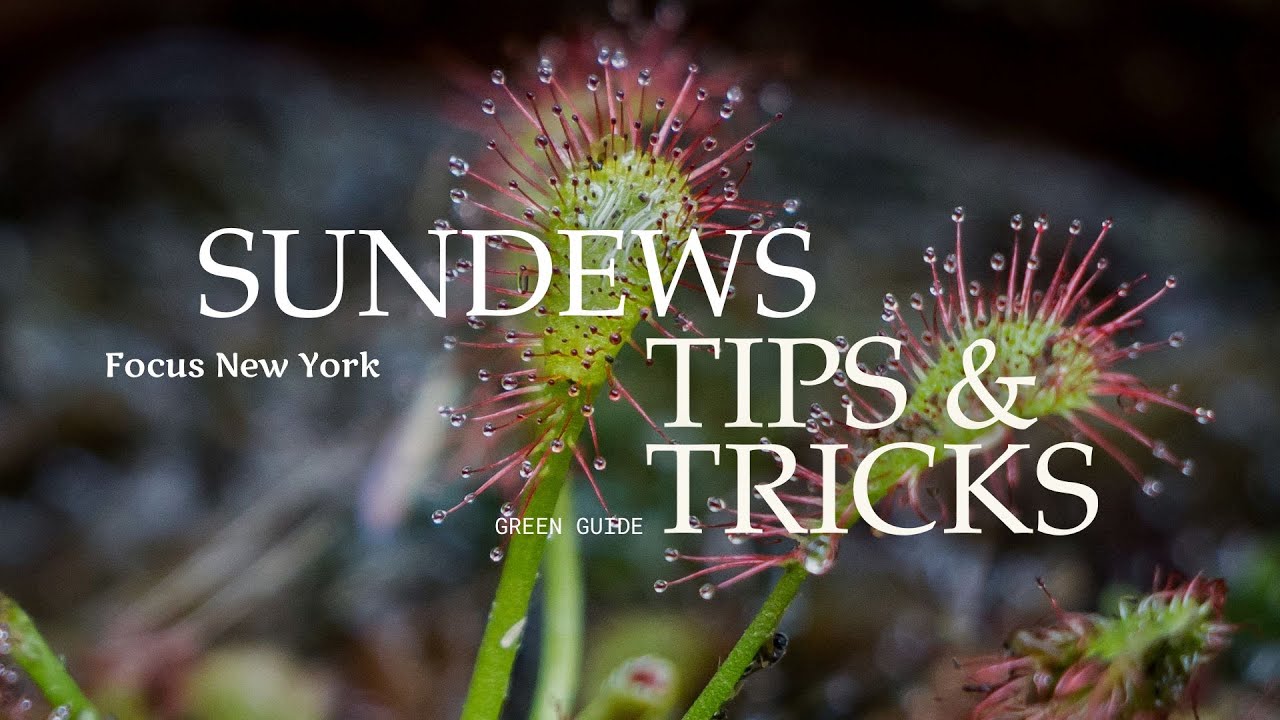 How to Care for Sundews Indoors | Proven Sundew Care Guide