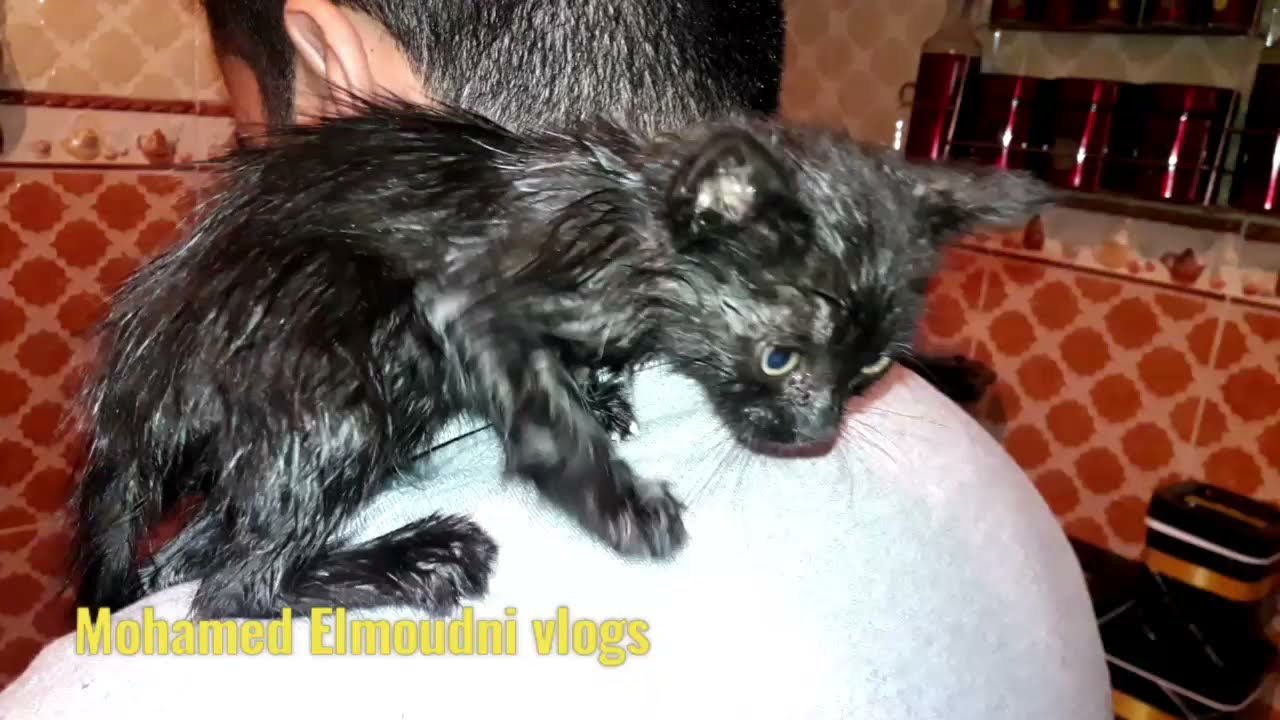 Rescue a hungry black stray kitten. feeding and giving him his first bath.