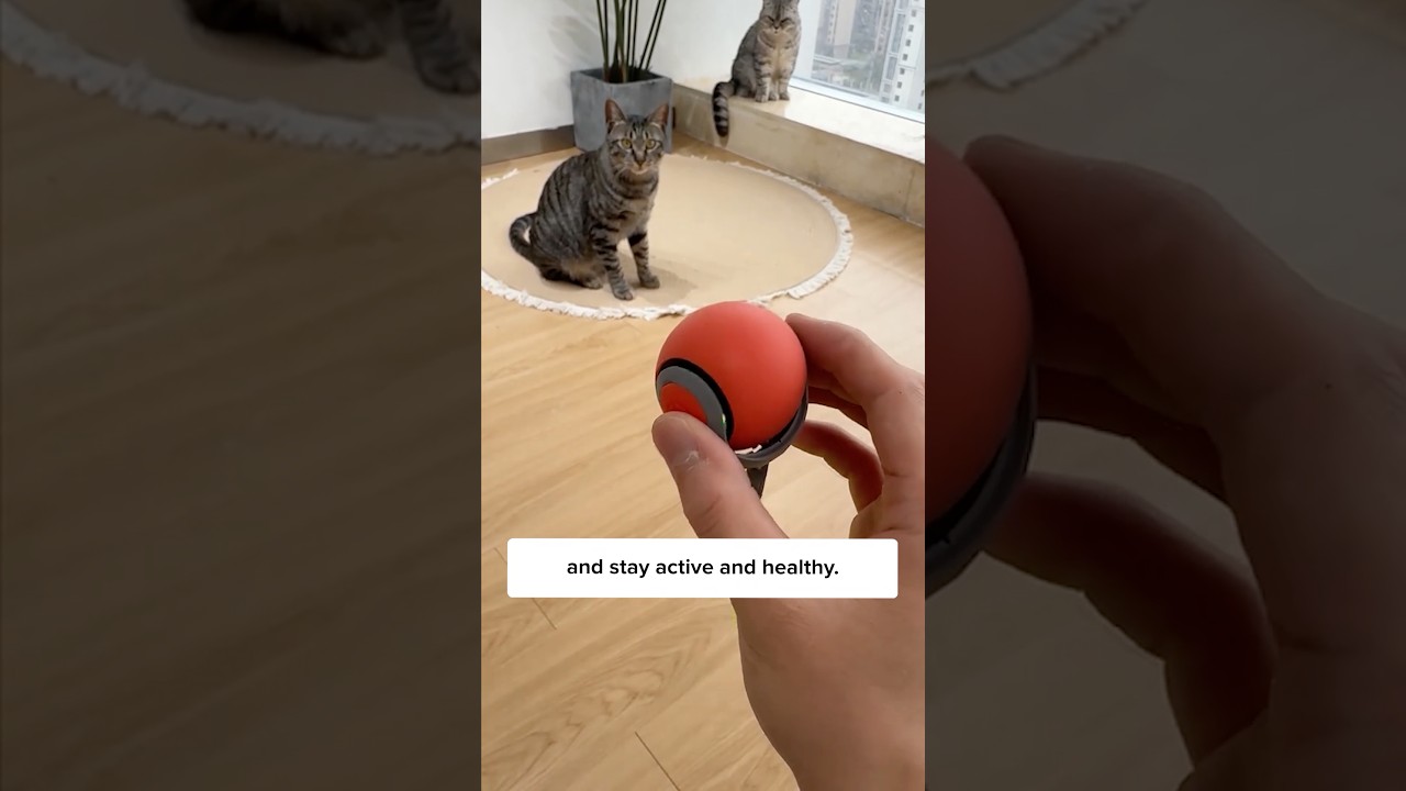 Czy koty lubią się bawić w łapanie? 🤔🐱#SpeedyTailToy