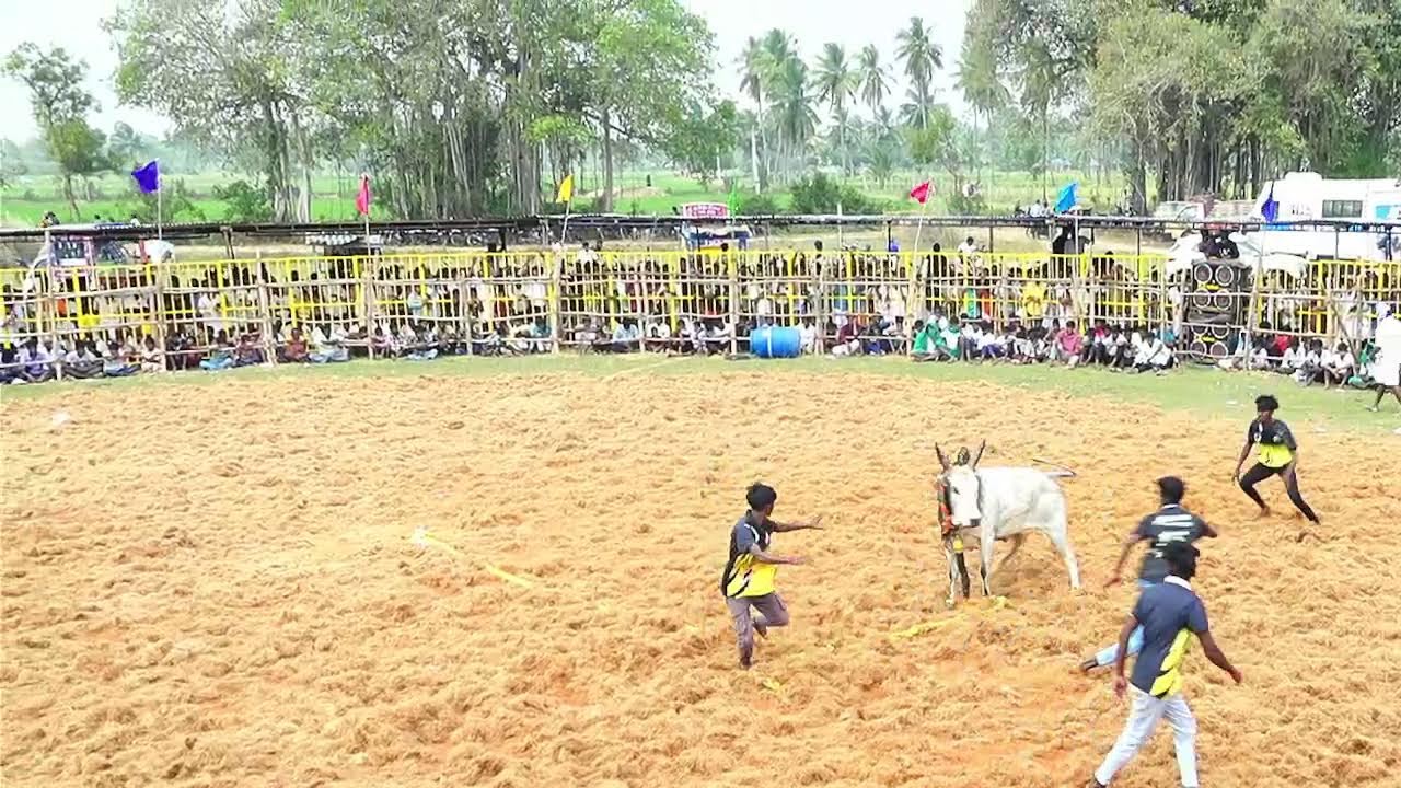jallikattu 2026