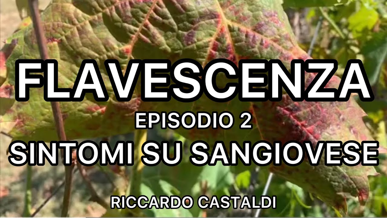 Vite. Sintomi di legno nero e flavescenza dorata su Sangiovese