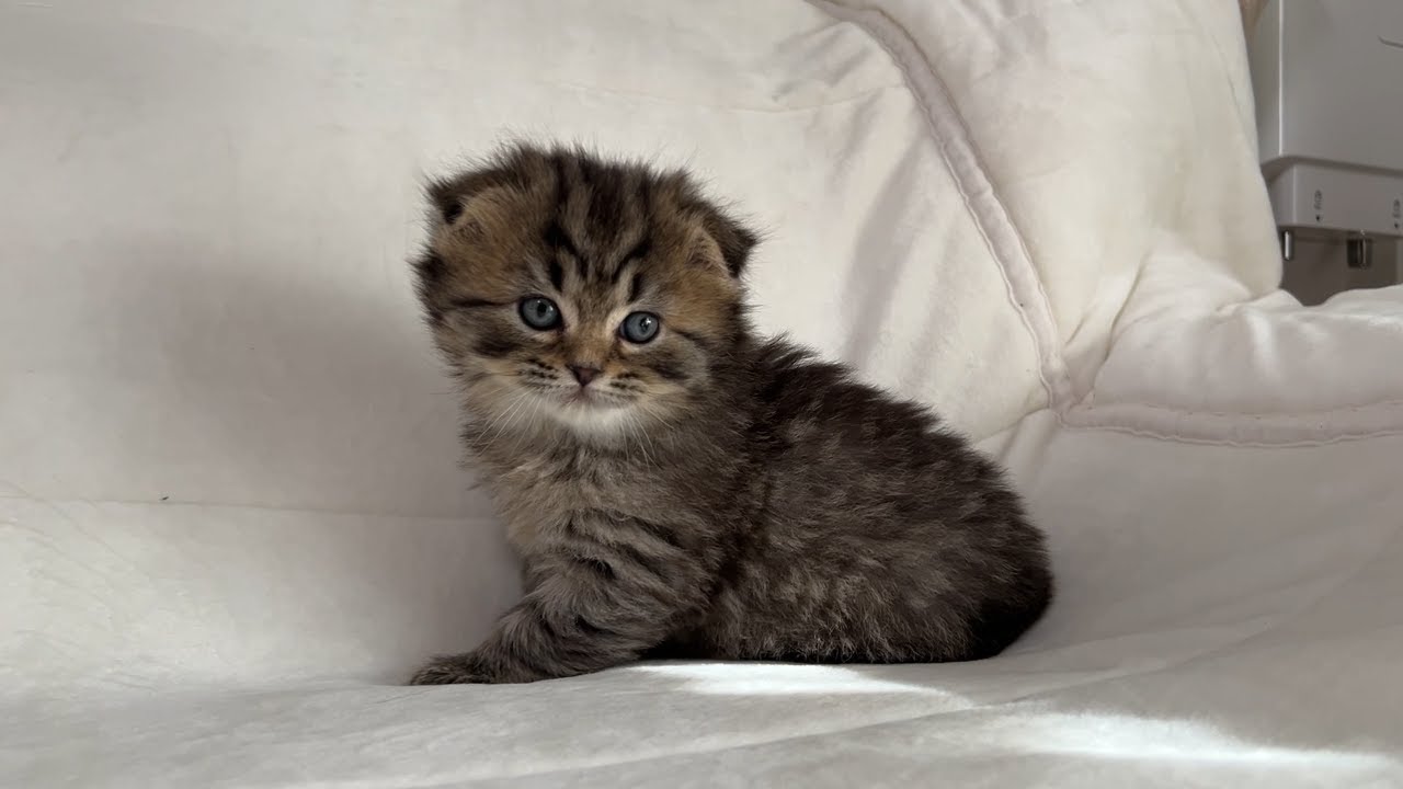 スコティッシュフォールド 2025年12月16日生 男の子1