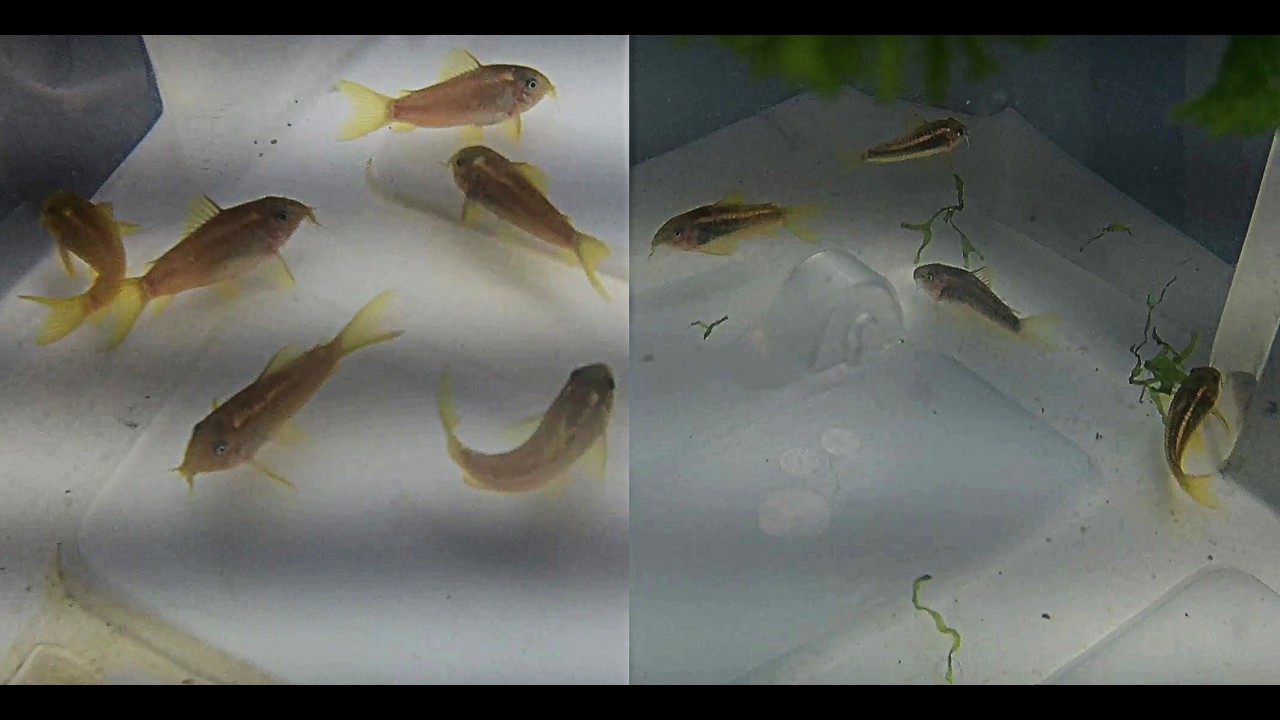 Red Laser Corydoras vs Gold Laser Corydoras