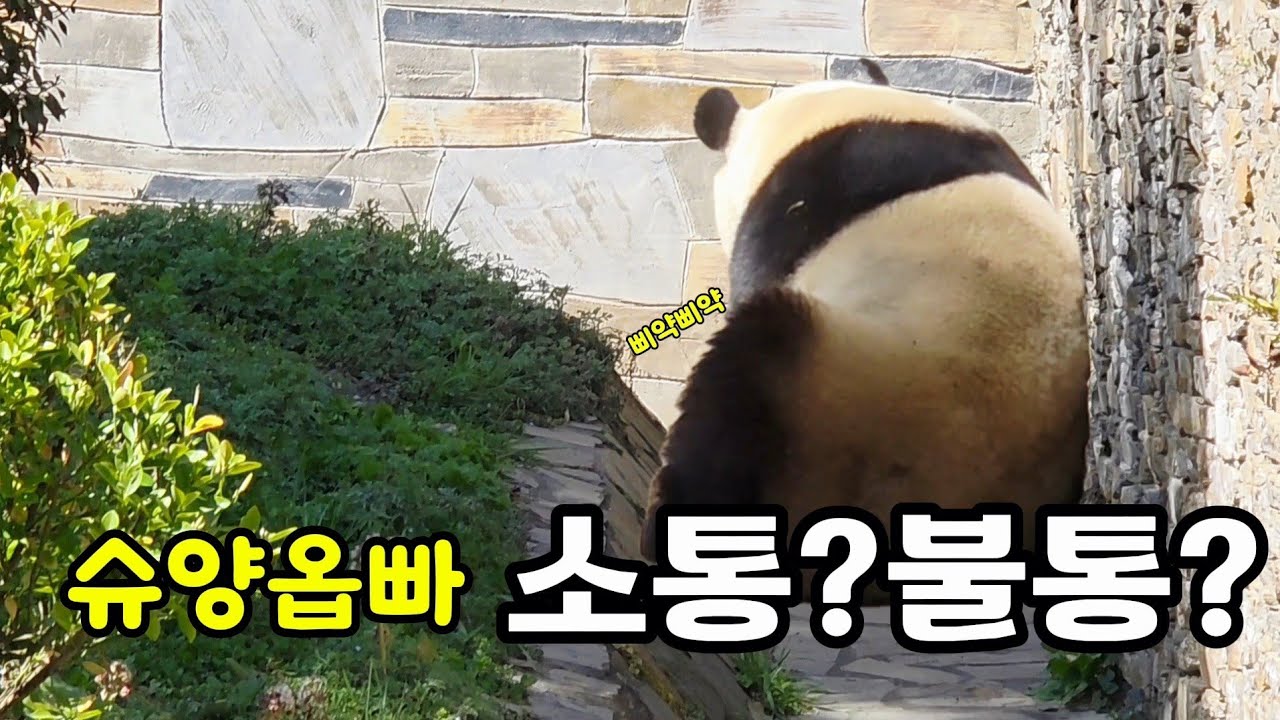 26.3.11 오후1 자다 깬 푸바오가 몇번씩 들른곳은?