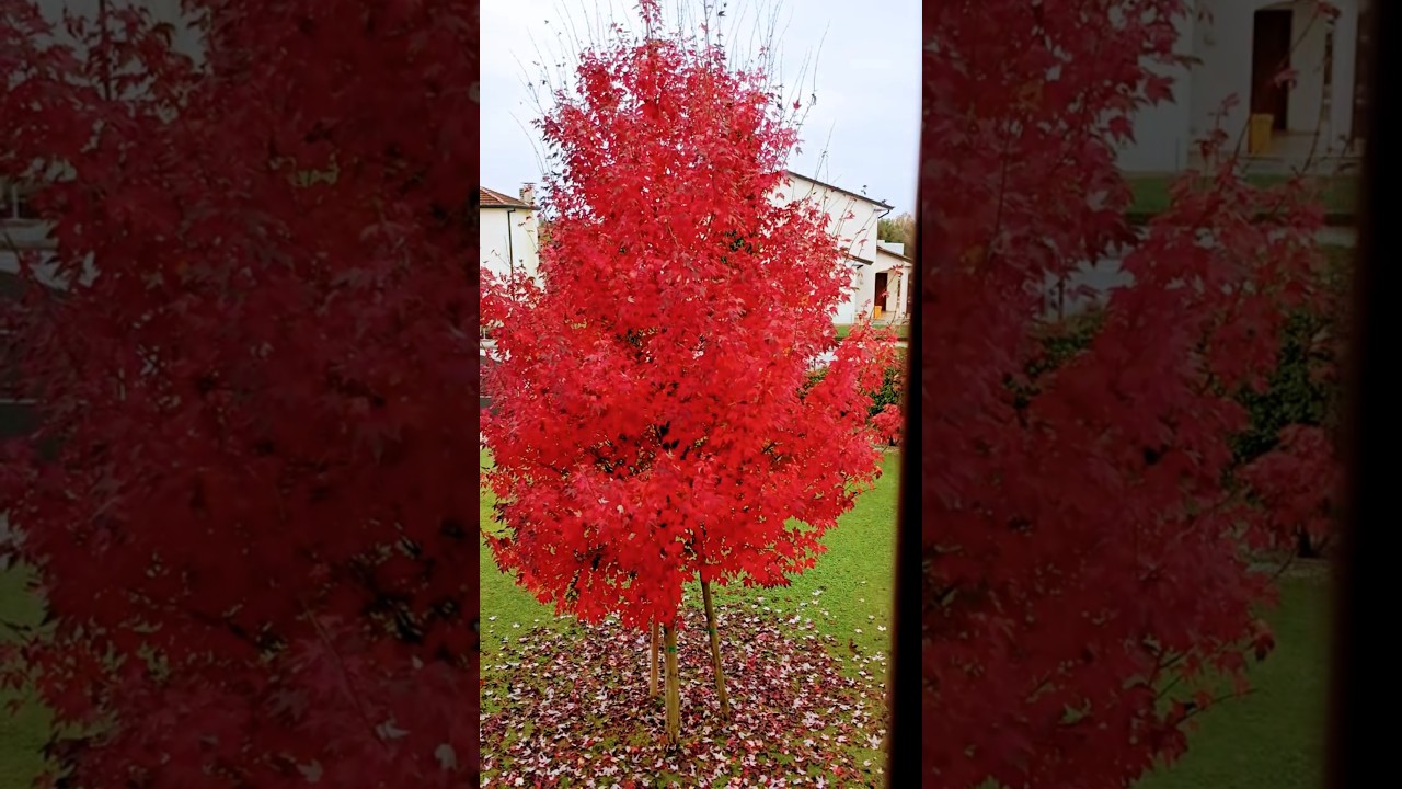 L'AUTUNNO nell' ACERO ROSSO🍁 