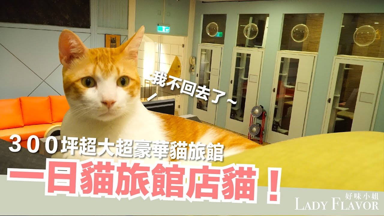 一日貓旅館店貓！當店貓太爽了吧！【好味貓日常】EP14