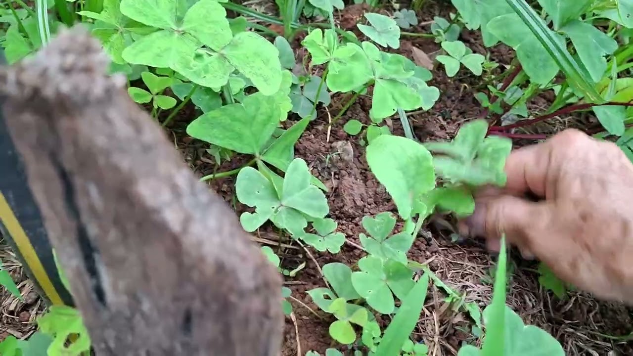 Colheita  de milho 🌽 muita fartura na roça  