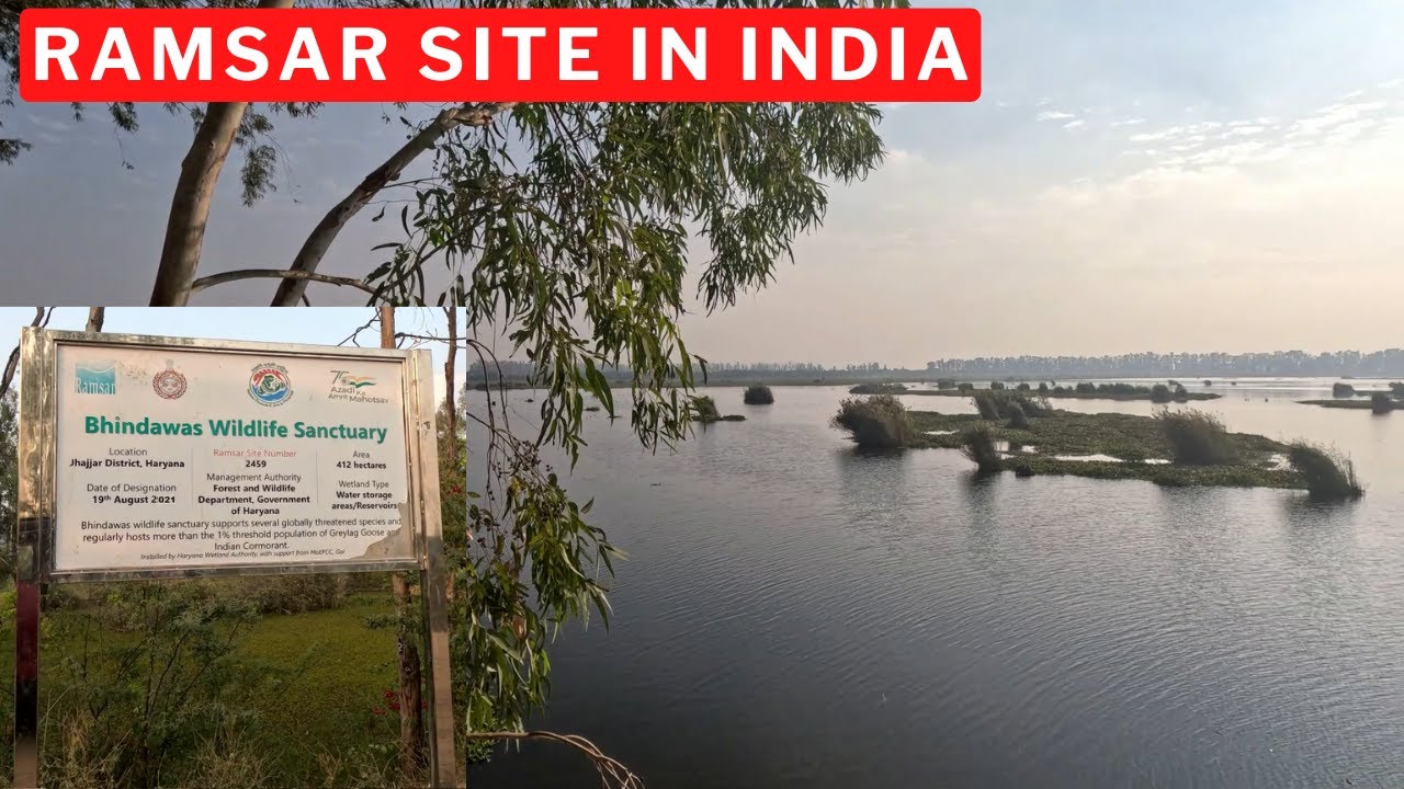 BHINDAWAS BIRD SANCTUARY - RAMSAR SITE - JHAJJAR HARYANA
