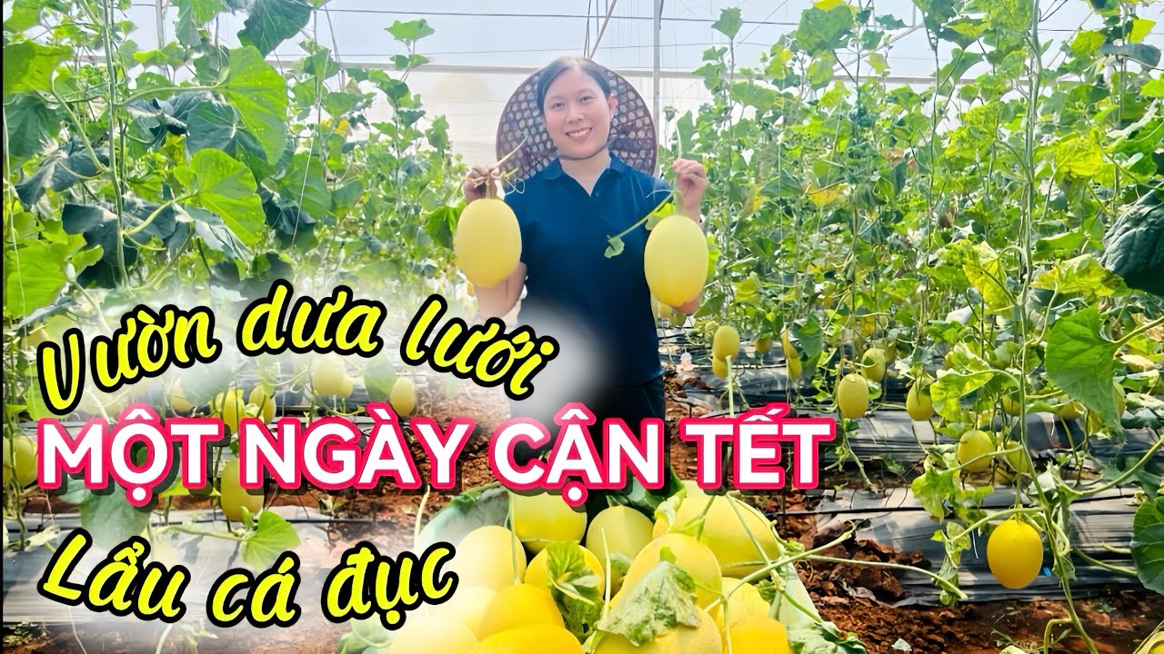 Một ngày cận Tết ở Long Điền : Vườn dưa lưới & Lẩu cá đục 😀 @NKFamiliesVlogs #Laucaduc #Goicaduc 