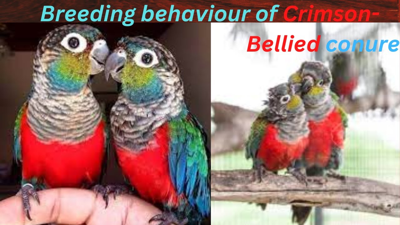 Breeding movement of Crimson-Bellied conure play time//veryfriendlyconure  #cbc #greencheek  #conure