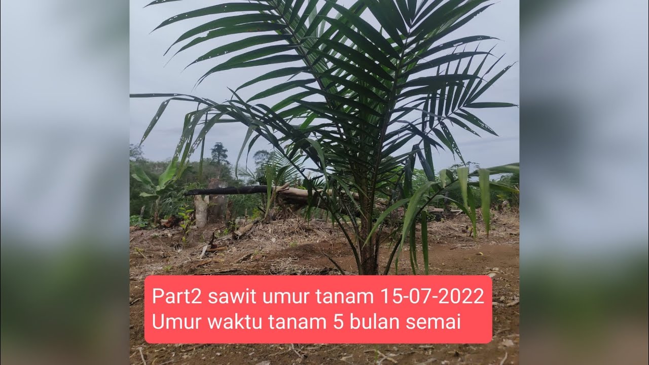 Part2-sawit tbm umur tanam 4bulan -waktu tanam umur 5bulan semai #bibitsawit #bibitsawitunggul