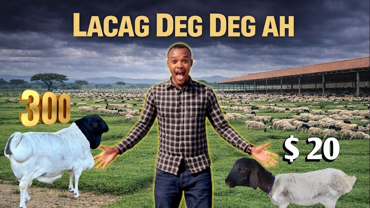 Sidan u dhaqo xoolaha waad tajiri doontaa! 