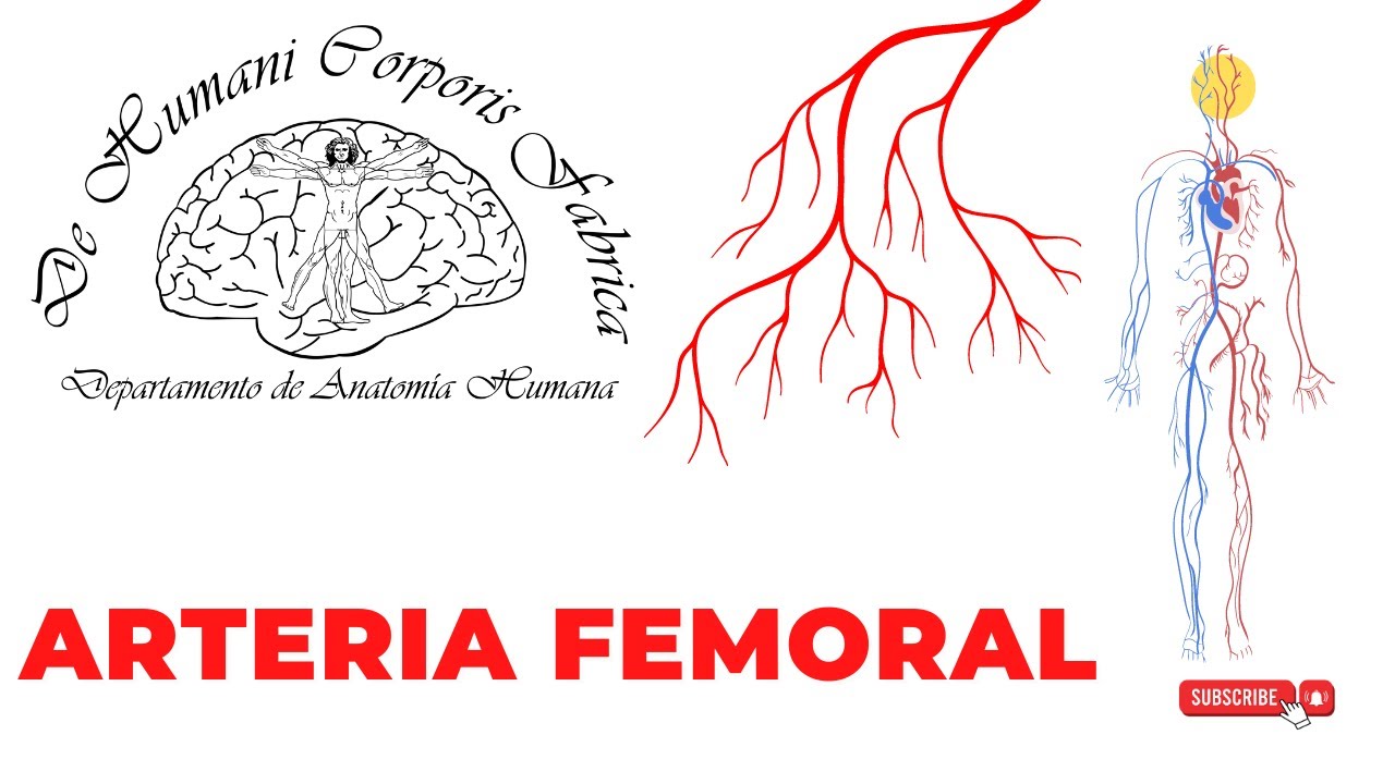 ARTERIAS FEMORAL || Resumen completo y Esquemas Geométricos || Videoclase