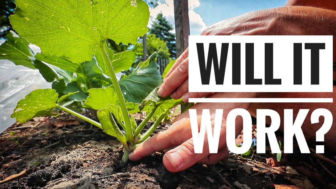 Squash Bugs are the DEVIL! | Two Prevention Methods