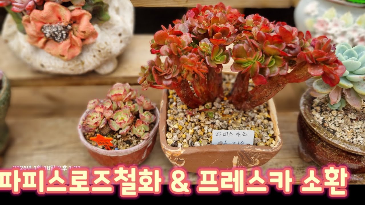 파피스로즈철화 & 프레스카 히엽정리 겨울관수 