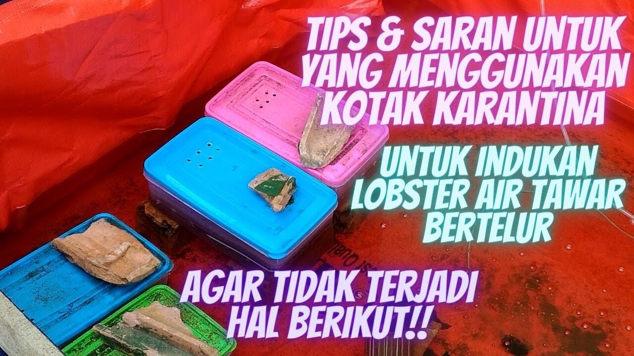 Tips & Saran Lobster Air Tawar Bertelur Yang Menggunakan Kotak Karantina.