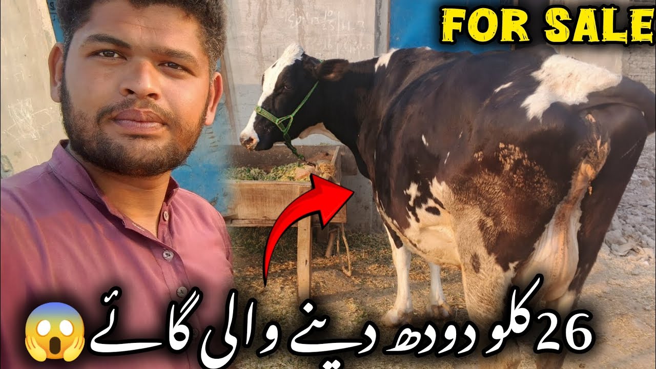 دونوں ٹائم کادودھ 26لیٹر ہےاگر کسی بھائی نے لینی ہو تو رابطہ کرے03104415735 وٹسپ نمبر پر ڈیٹیل مل گی