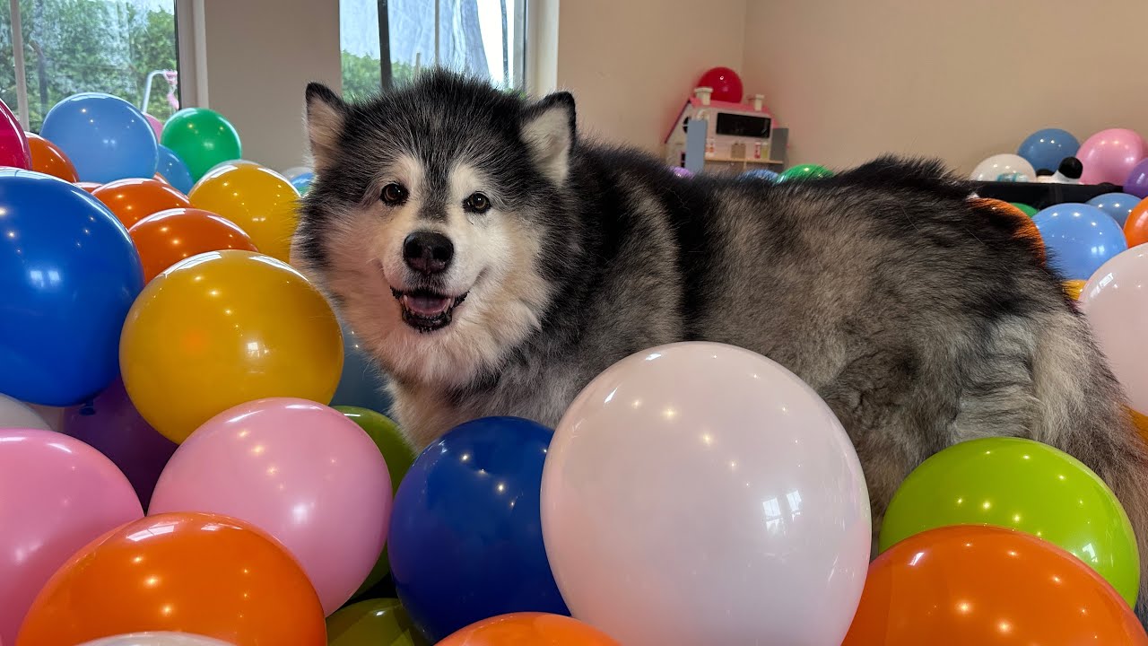 Happy Malamute Loves Her Balloon Party! Even The Cat Comes In Too! (Scary!!)