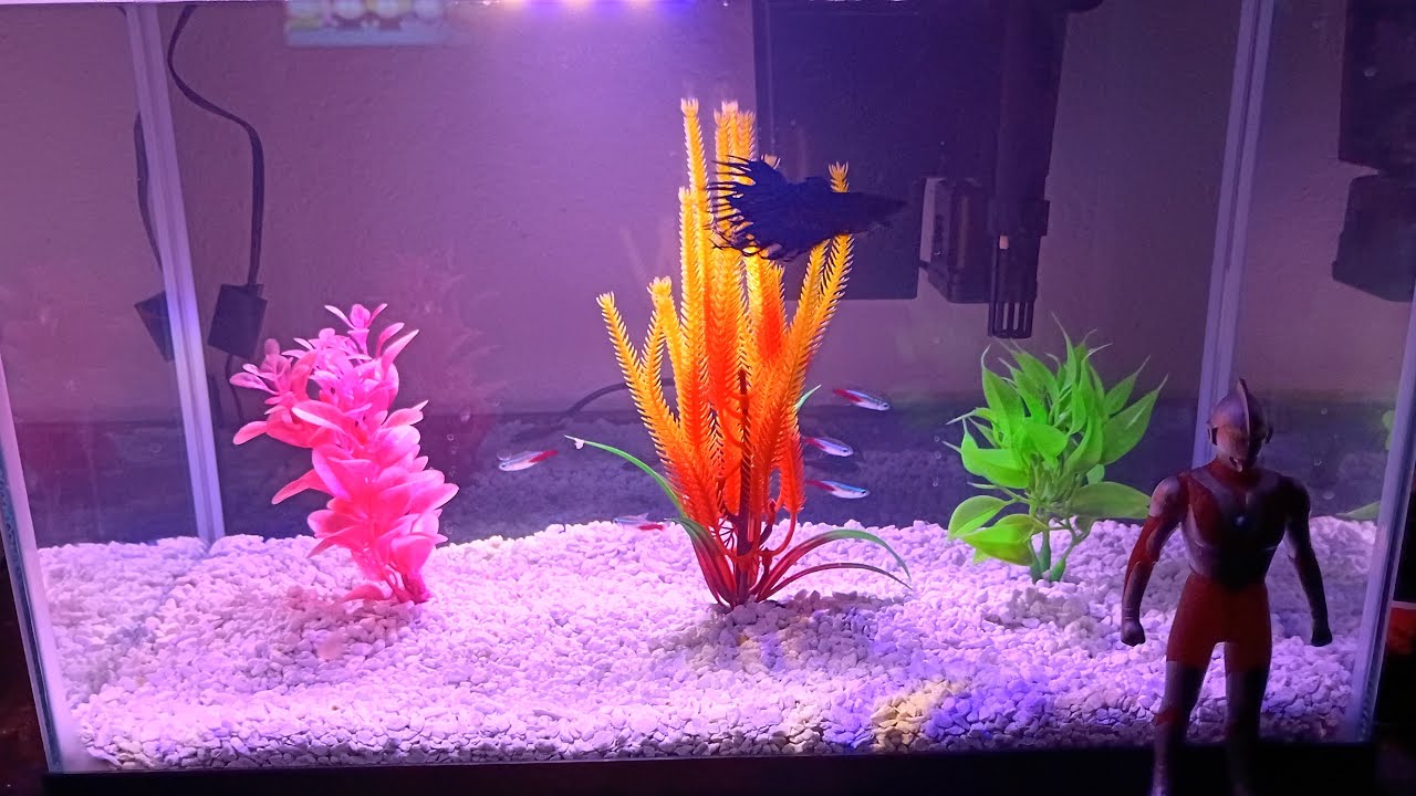 Watching fish on a Thursday evening. Free cat 🐈 ?