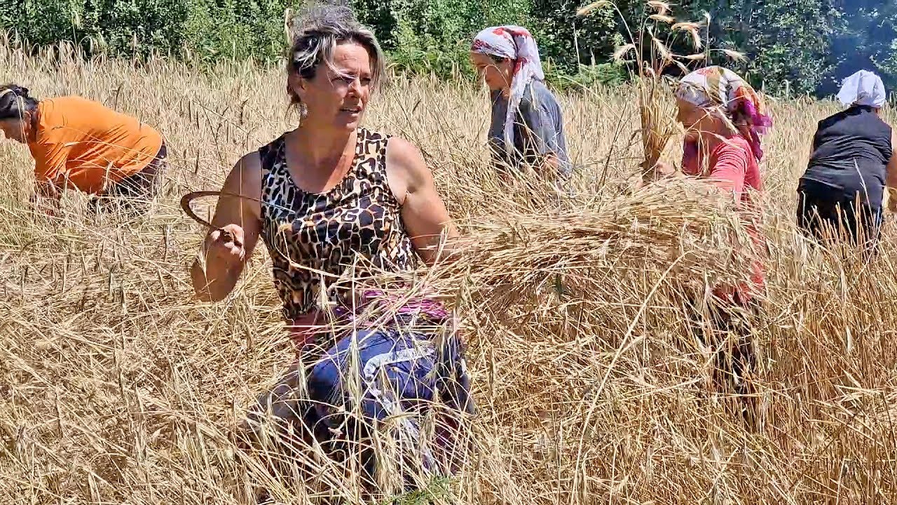 Kao nekada, komšiluk se okupio i žanje žito, sloga i veselje