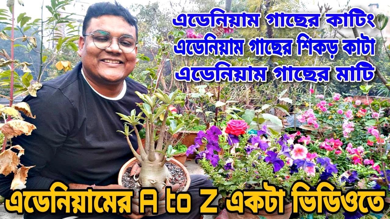 এডেনিয়াম গাছের গাছের সবথেকে সহজ রিপোর্টিং ও মাটি বানাবার পদ্ধতি || Adenium repotting & soil mix ||