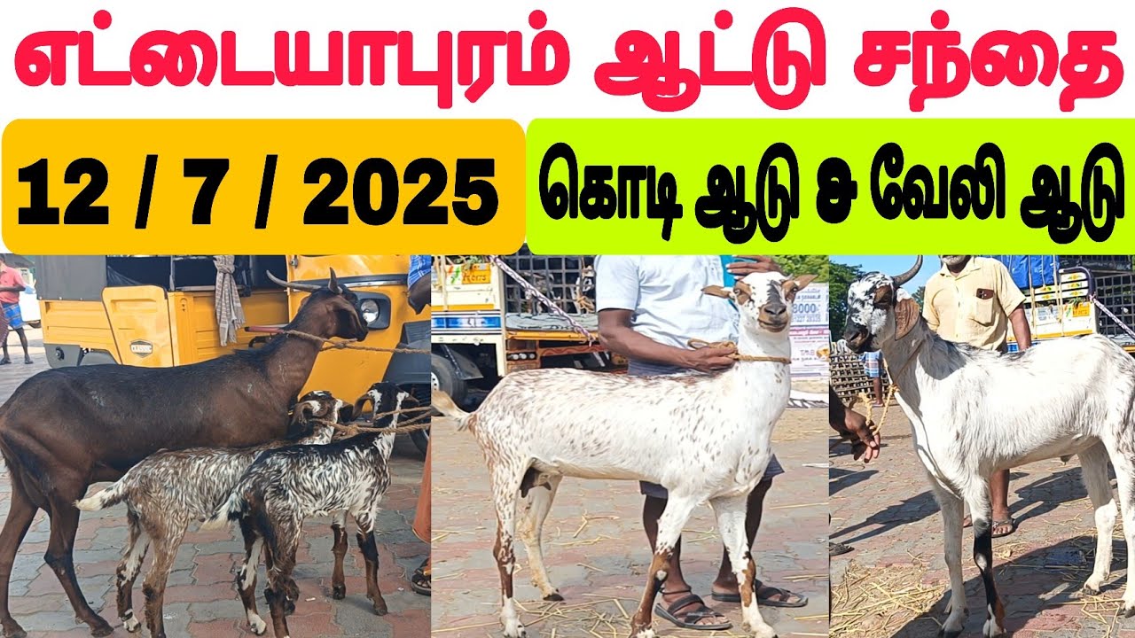 12 / 7 / 2025 / எட்டையாபுரம் ஆட்டு சந்தை #கொடி ஆடு #ஆடு #எட்டையாபுரம் #ஆட்டுச்சந்தை #goatmarket2025