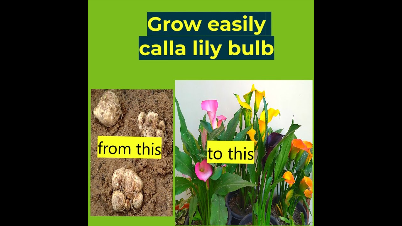 Easily grow Calla Lily bulb at home | growing calla lilies