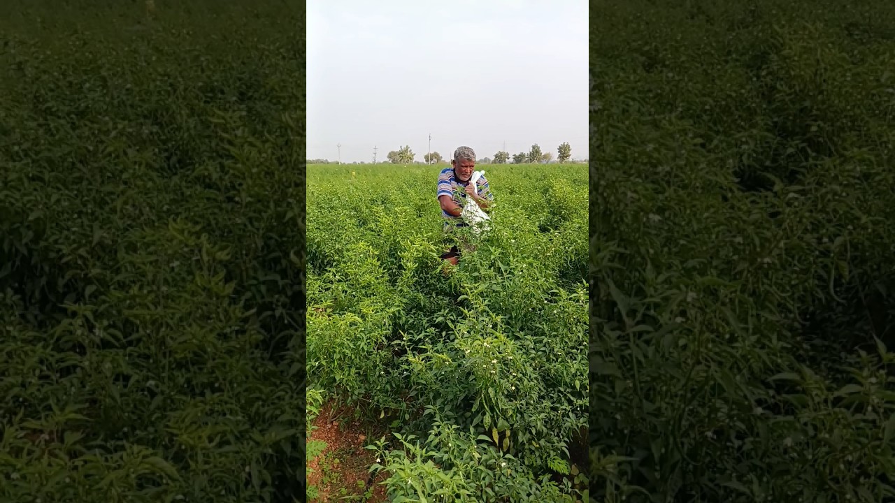 🌱 Village Farmer Hard Work | Agriculture Shorts 