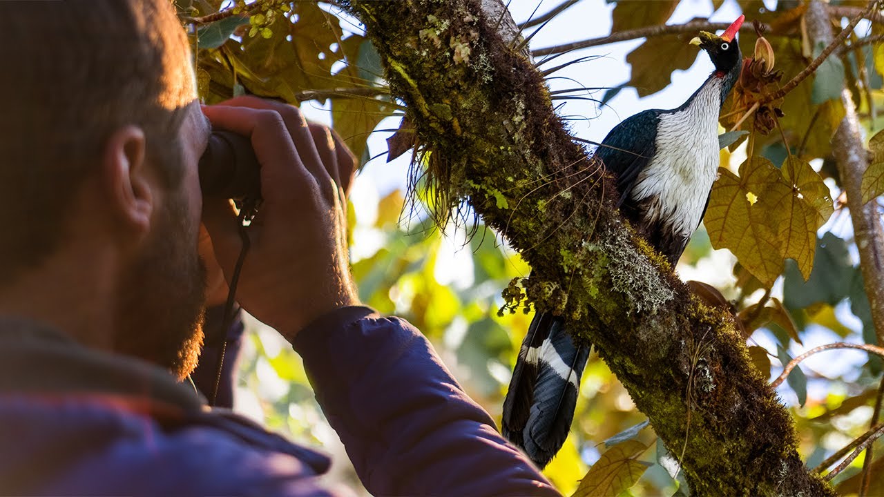 Cloud Forest Enigmas (Horned Guan, Guatemala) | #gobirdingvlog 5 | Birding Vlog