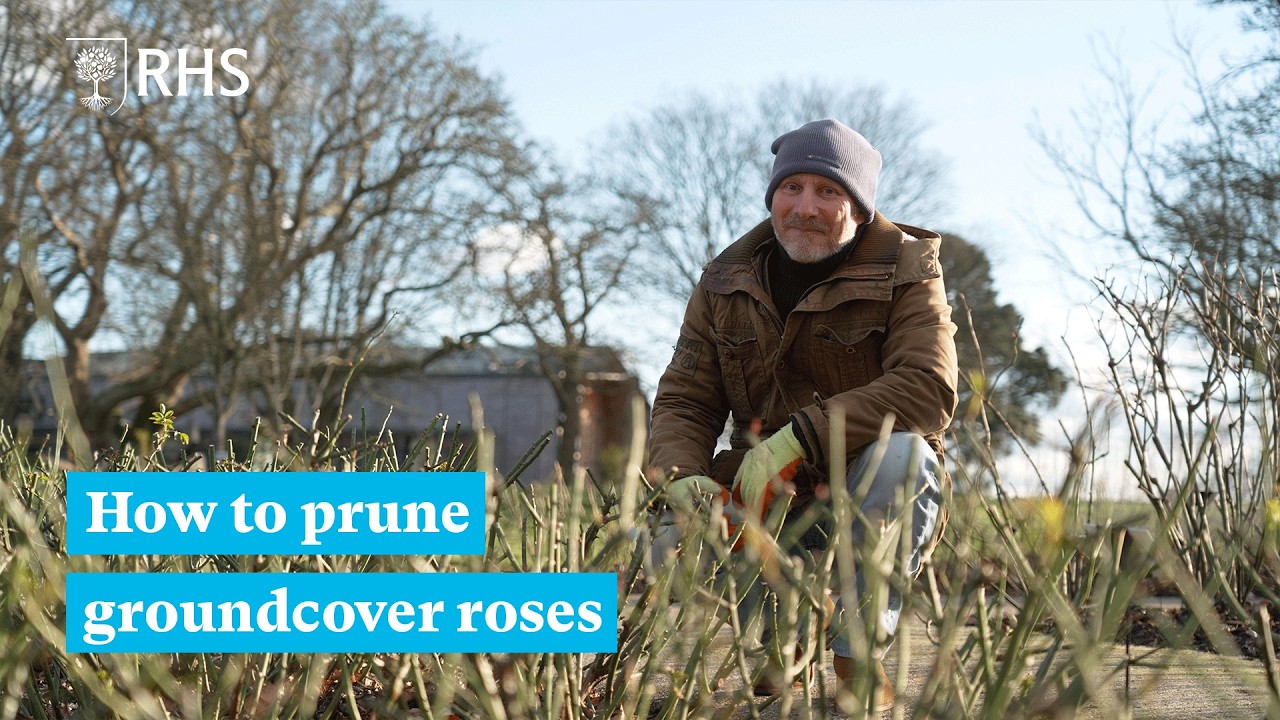 Top tips on pruning groundcover roses | The RHS