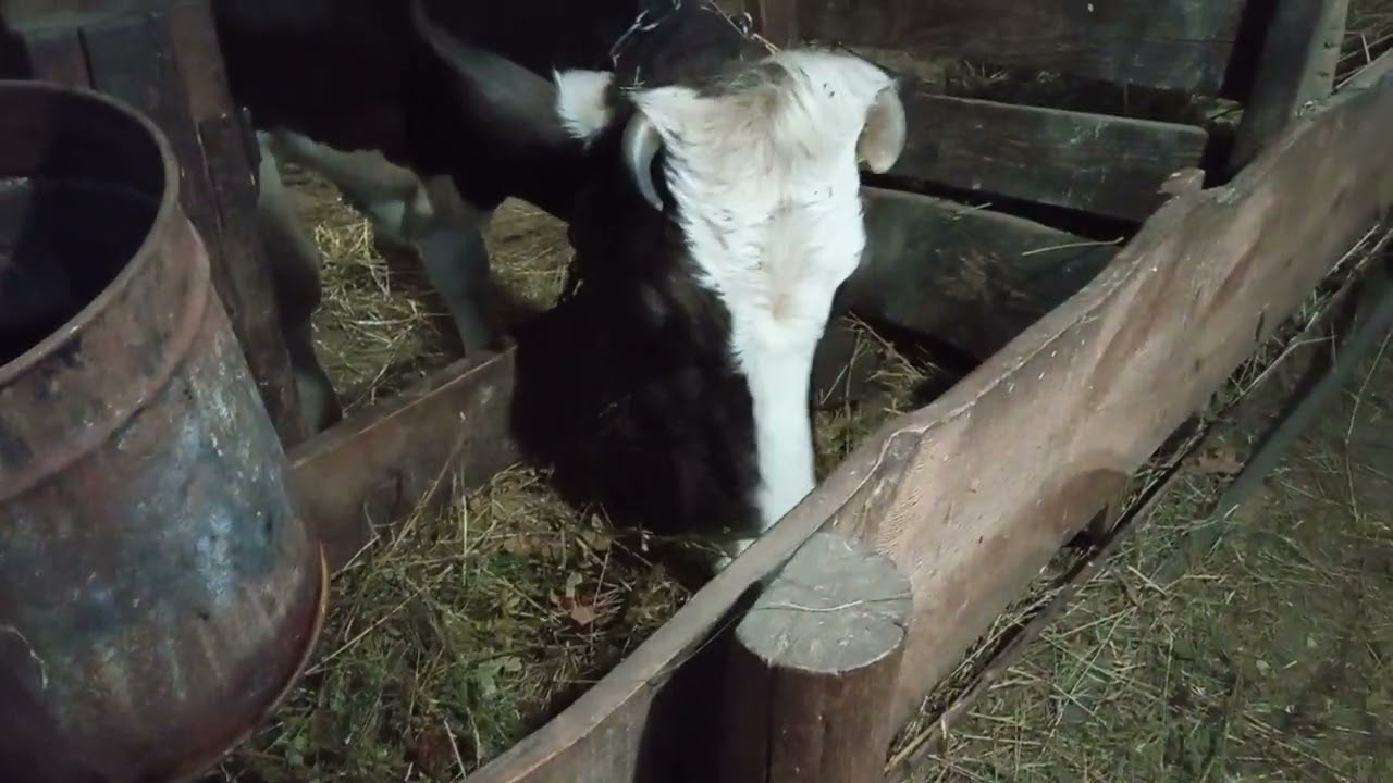 Правильне стійло = чисті корови 🐮🥰не знаю за що братися.....🤪 рухаємося вперед 💪🇺🇦☀️
