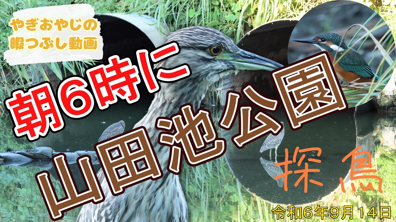 朝6時から探鳥したら、カワセミに会えました。R7で撮影するのはお初だと思われます。【山田池公園探鳥】
