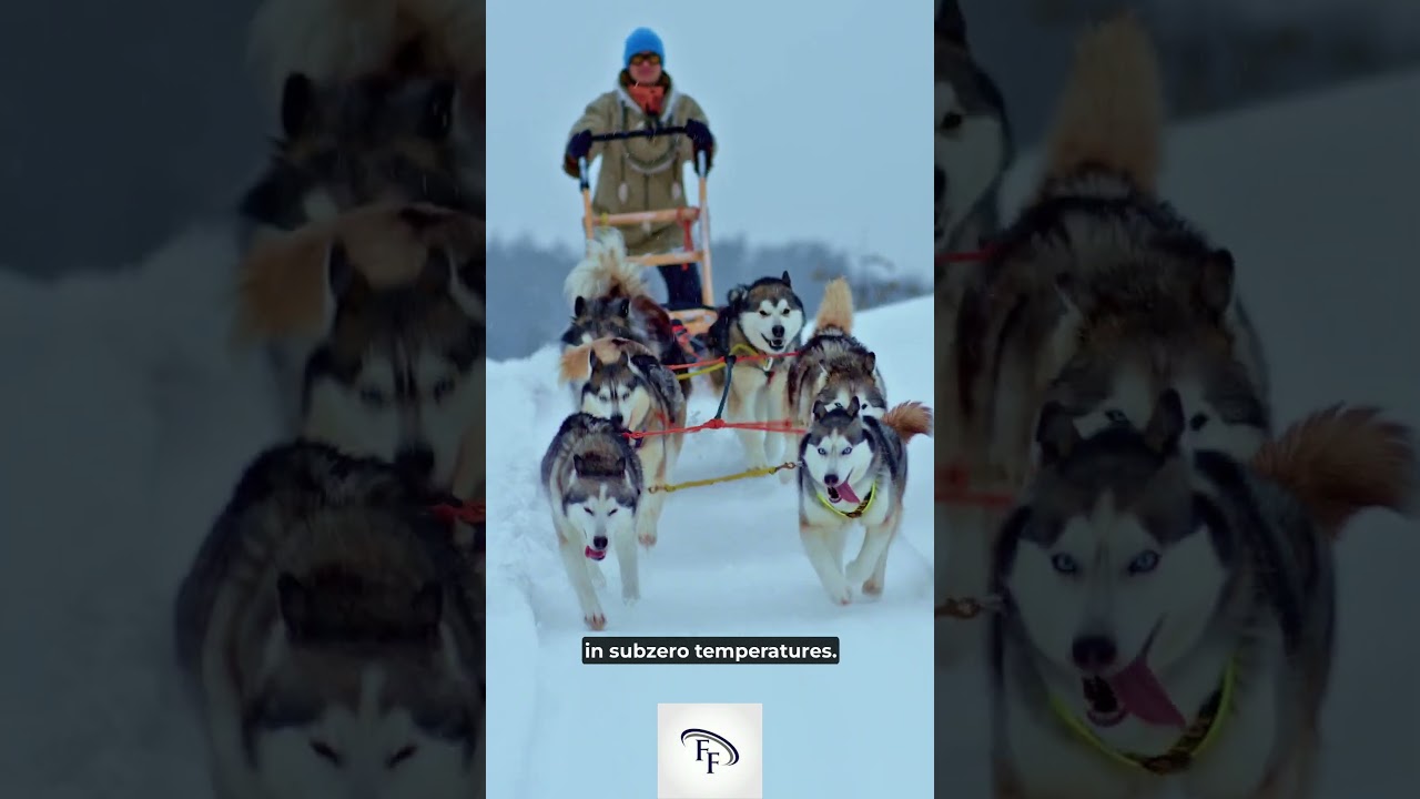5 Fun Facts about #sled dogs #funfacts #interestingfacts #facts #shorts #sleddogs