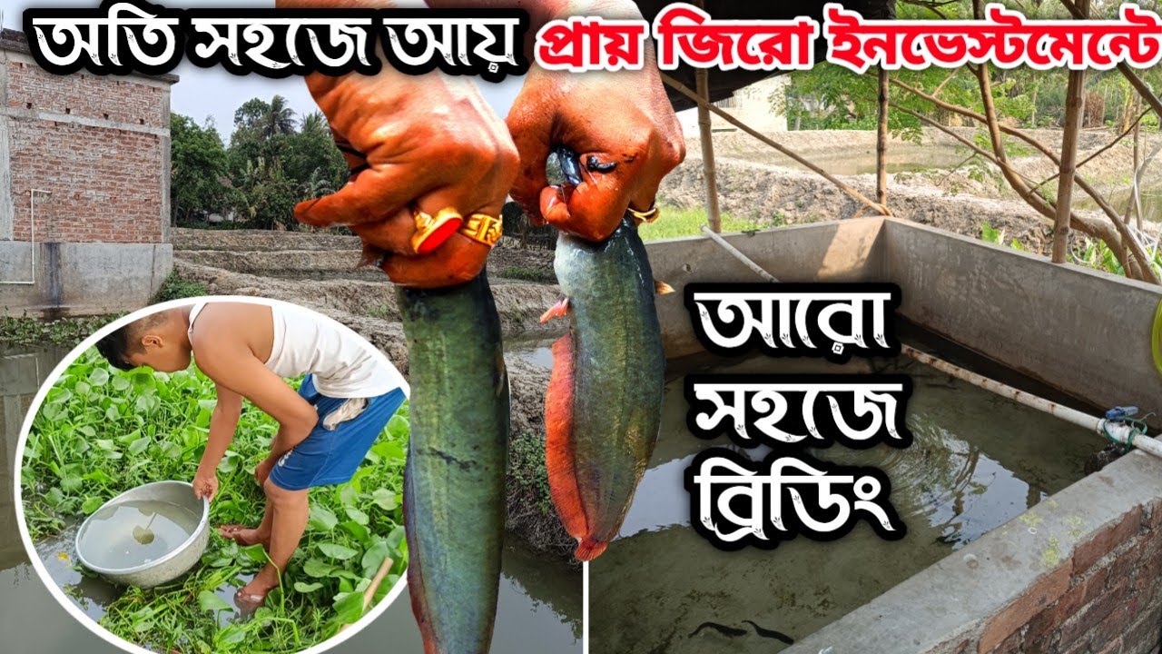 অতি সহজে হাপা ছাড়াই প্রায় জিরো ইনভেস্টমেন্টে কিভাবে মাছের চারা ফোটাবেন // Fish Breeding