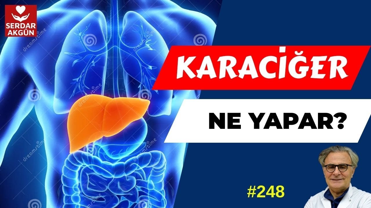 248. KARACİĞER NE YAPAR? KARACİĞERİN GÖREVİ, SERDAR AKGÜN