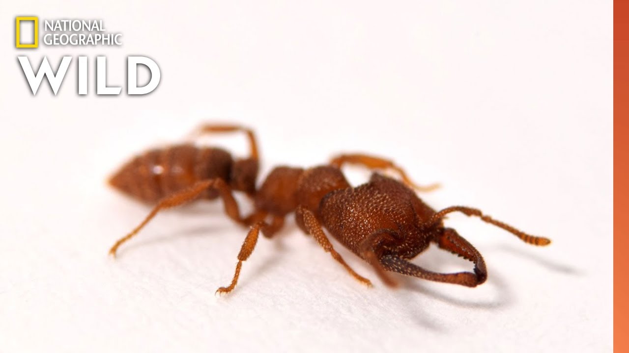 This Ant Moves Faster Than Any Animal on Earth | Nat Geo Wild