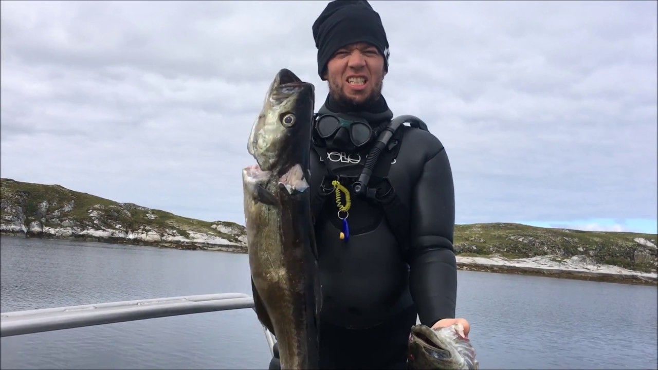 Norway 2017 AUGUST - Halibut, Lubbe (Lyr), Scallups, Cod, seafood II