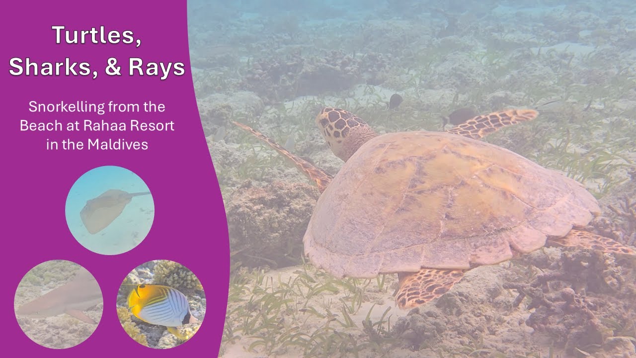 Turtles Sharks and Rays - Snorkelling from the Beach at Rahaa Resort in the Maldives.  4K UHD
