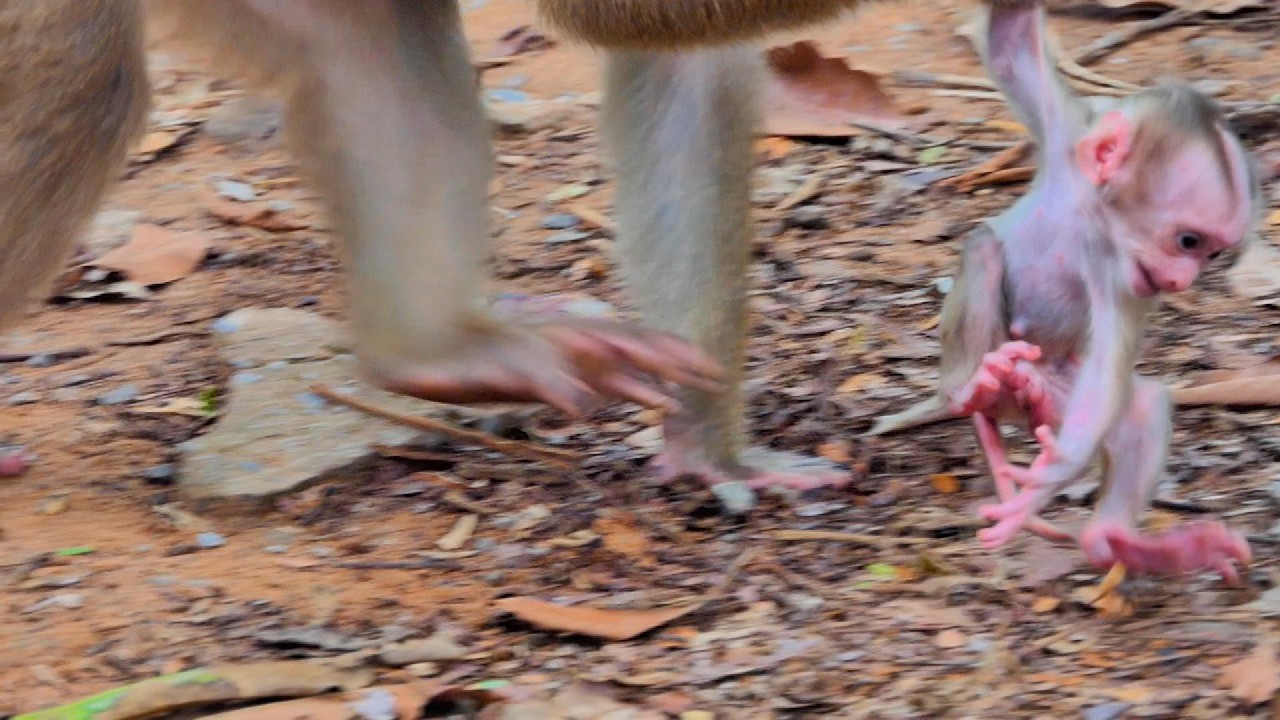 What happened to baby monkey???