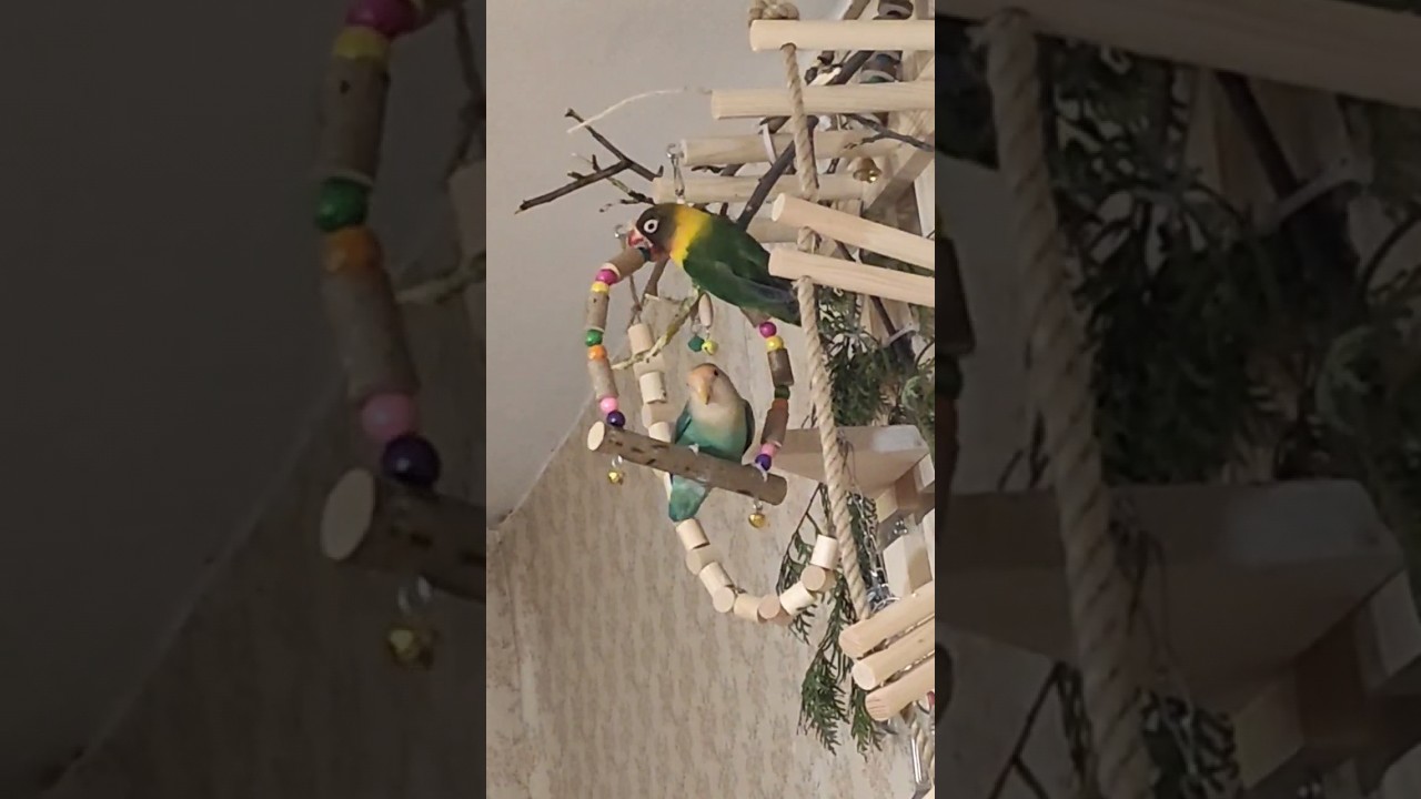 Попугаи неразлучники развлекаются в реальной жизни 😇 