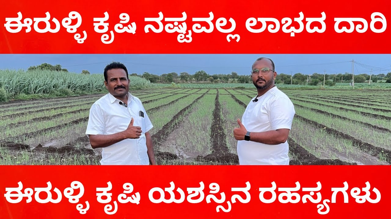 ಈರುಳ್ಳಿ ಕೃಷಿ ರಹಸ್ಯಗಳು II ಶ್ರೀ ಶಿವಶಂಕರ ಮಲಕಪ್ಪ ಮೇತ್ರಿ ಪ್ರಗತಿಪರ ರೈತರು ಇಂಡಿ ತಾಲ್ಲೂಕು ಹಿರೇಬೇವನೂರ ಗ್ರಾಮ II
