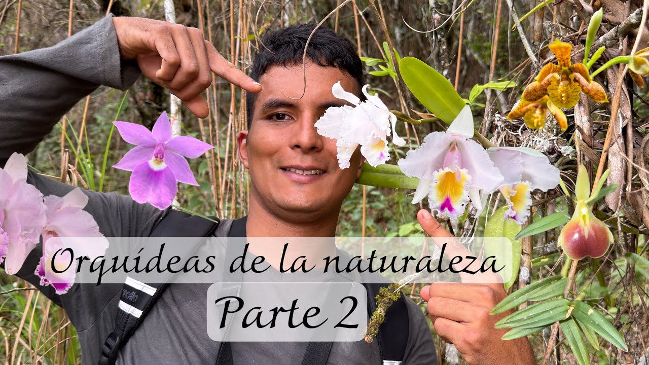 Encontré ORQUIDEAS cattleyas NATIVAS en BOSQUE Colombiano - PARTE 2