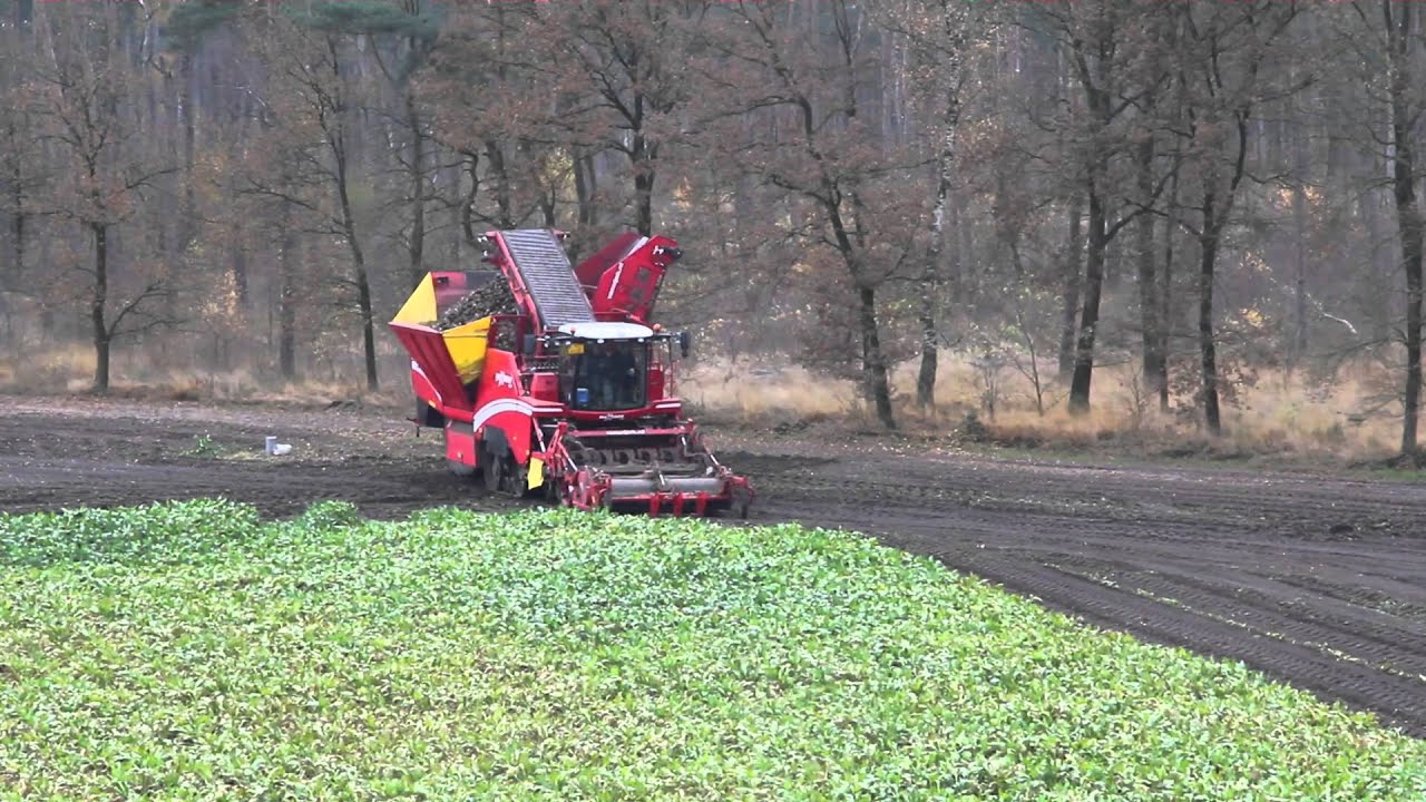 Grimme Maxtron 620 | Loonbedrijf Van Eijck bieten rooien bij Van Den Borne aardappelen [HD]