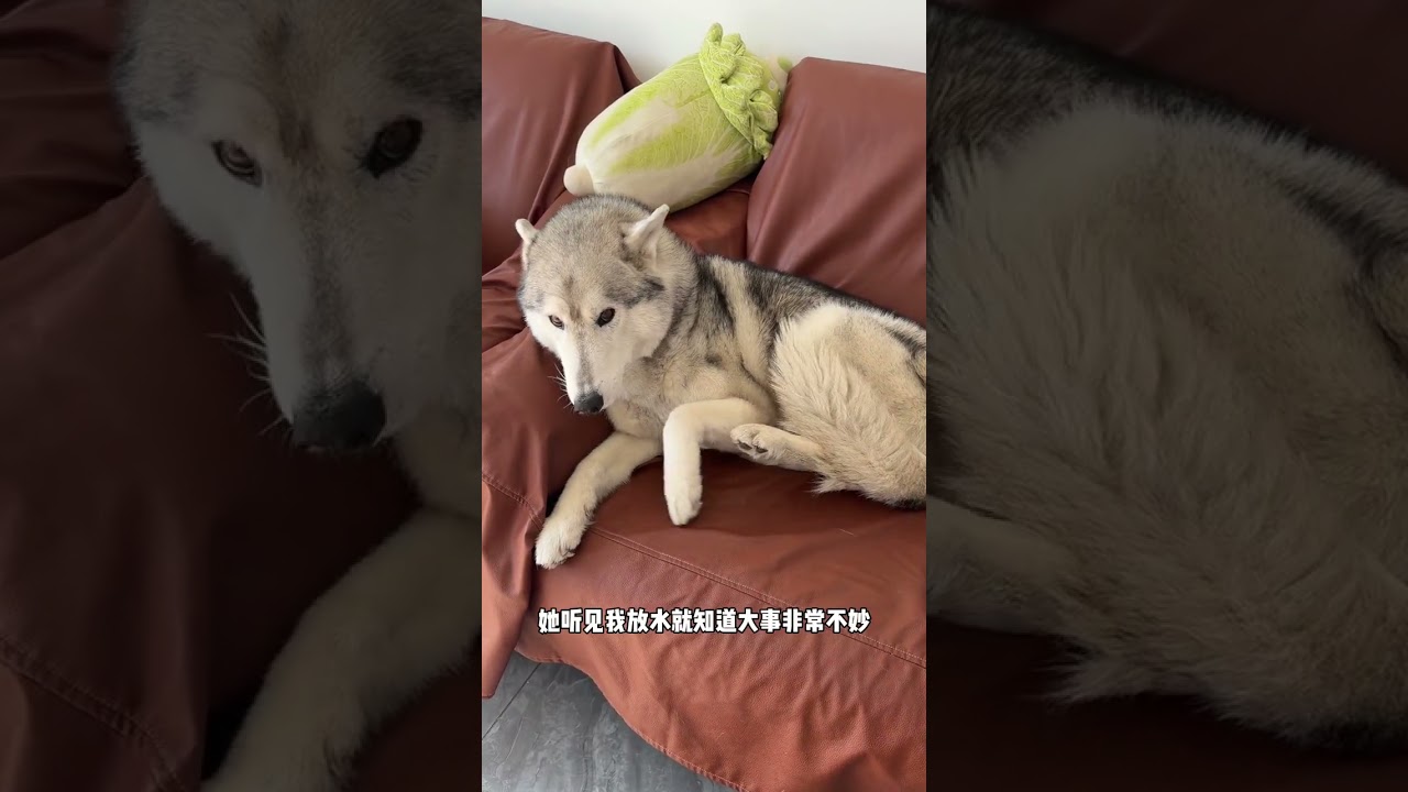 Revived Canines' Big Wash: Husky's Renewal Bath Time! DogLovers PetCare