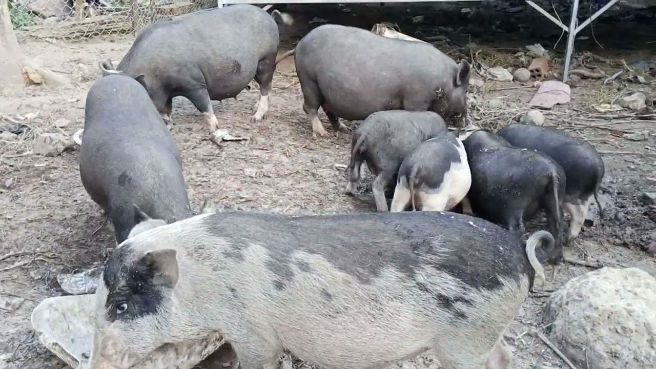 Wild baor eat the food..
