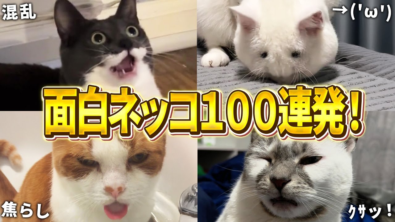 【2ch動物スレおもしろ猫100連発！！】ツッコミどころ満載な猫のおもしろ動画集！パート13（鳴き声、子猫、かわいい）
