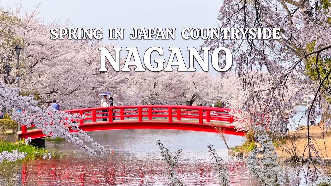 SPRING IN JAPAN COUNTRYSIDE | Cherry Blossoms, Hanami, Drive with Me (Suzaka, Nagano 長野県臥竜公園)