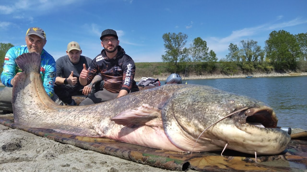 M&oacute;j największy sum z  rzeki Pad / Big catfish from River Po