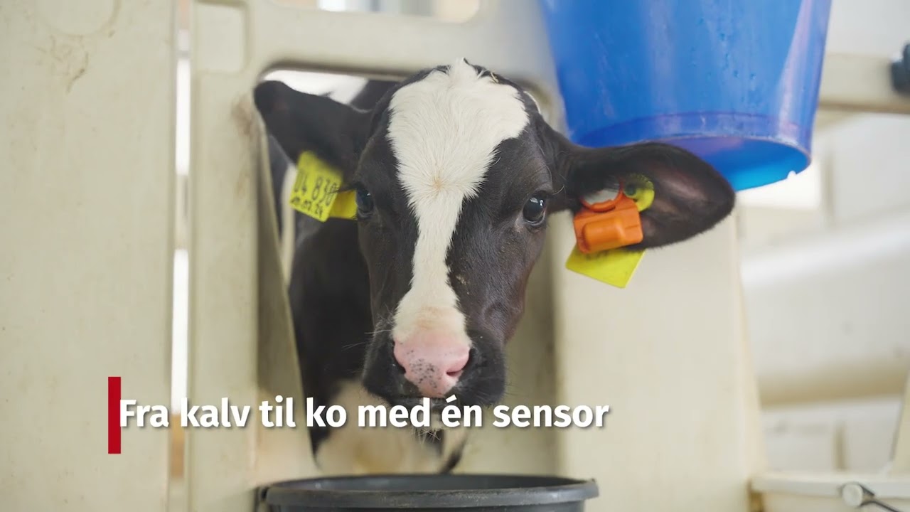 CowManager Overv&aring;gning af opdr&aelig;t